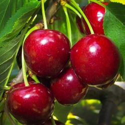 Cherry, Plum, Apple,Guava, Avocado, Nectarine, Pear, Apricot,Peach Trees