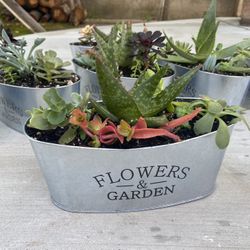 Beautiful Succulent Tin Planters