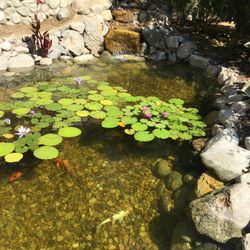 Pond,Pondless And Fountain Kits.