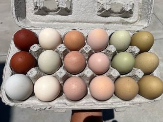 Chicken Eggs