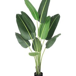  Paradise Palm Leaves
