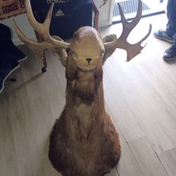 Alaskan Bull Moose Shoulder Mount Taxidermy Large Alaskan Yukon Bull moose hi quality real not fake