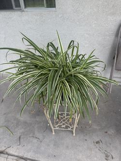 Plant