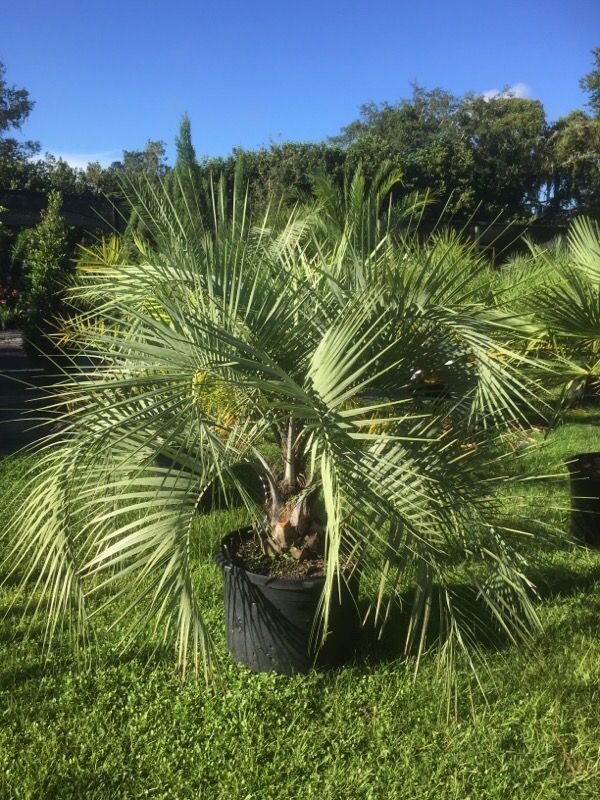 Plant sale pindo palm tree for Sale in Reunion, FL OfferUp