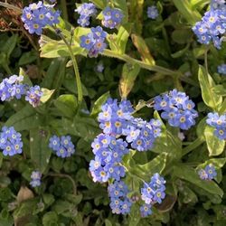 Flowers Forget Me Or Not Garden Plants