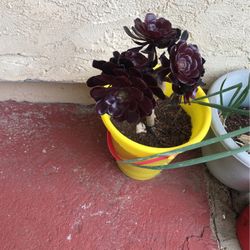 Succulent 