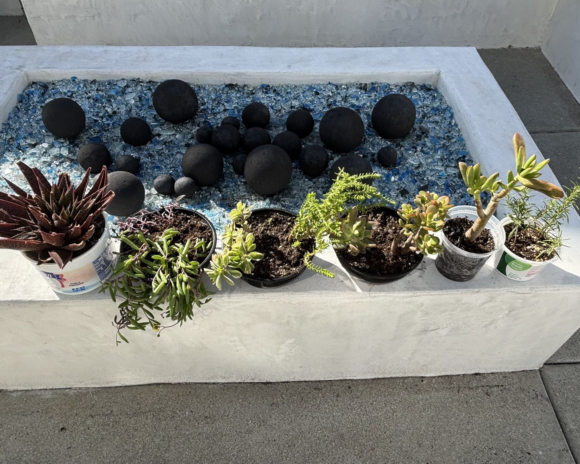 lot of 8 different varieties plants / succulents