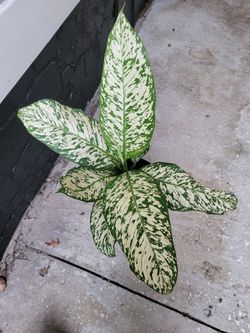 Dieffenbachia White Blizzard 