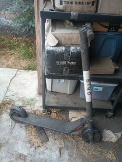 Bird Scooter
