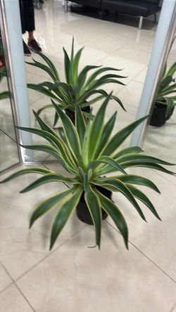 Healthy, Established Agave Plant