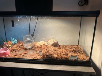 Reptile tank / set up
