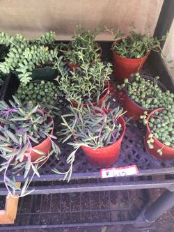 HEALTHY STRINGS …PEARLS, BURROWS TAIL, DOLPHINS , RUBY NECKLACES 