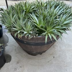 Large Beautiful Succulents Plastic Pot