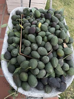Delicious Freshly Picked Avocadoes 5/29