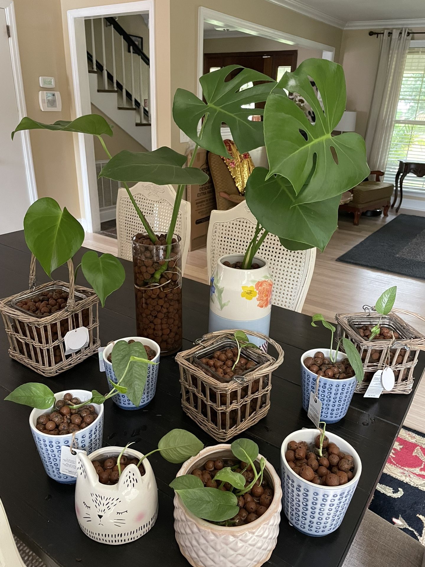 House Plants