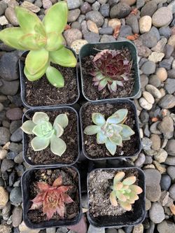 Baby succulents $1.00 each
