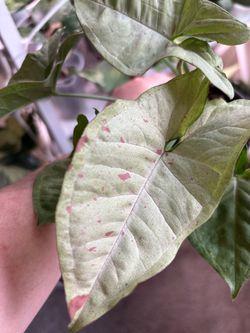 Syngonium Pink splash