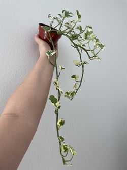 Pearl and Jade Pothos