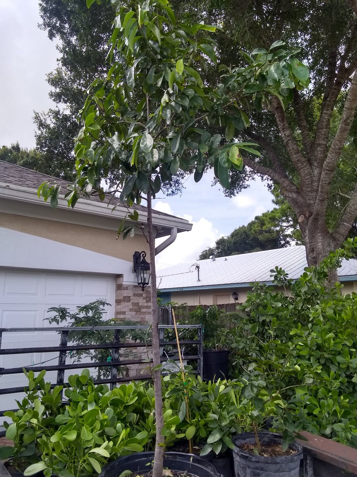 Soursop tree