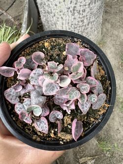 Plants 