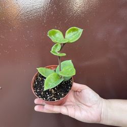 4” hoya chelsea
