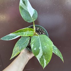 6” Philodendron White Princess