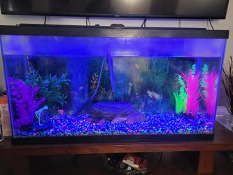 40 Gallon Fish Tank