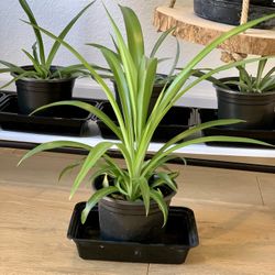 Spider Plants