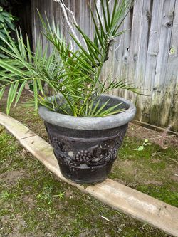 Cement Planter