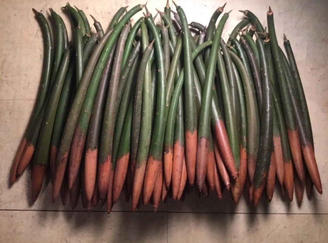 6 Red Mangroves Seeds Propagules Rhizophora Mangle Manglar Mangal Aquarium Live Plants Florida Native Trees Aquatic Hydroponic Fish Tank Terrarium