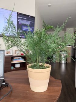 Large Faux Greenery Plant with Neutral Decorative Pot