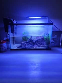5 Gallon Saltwater Tank Build