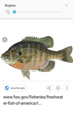 Blue gill read discription