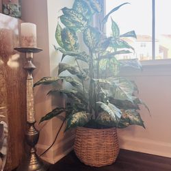 Beautiful Full Leafy Indoor Plant