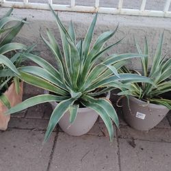 Agave Plant In Pot 
