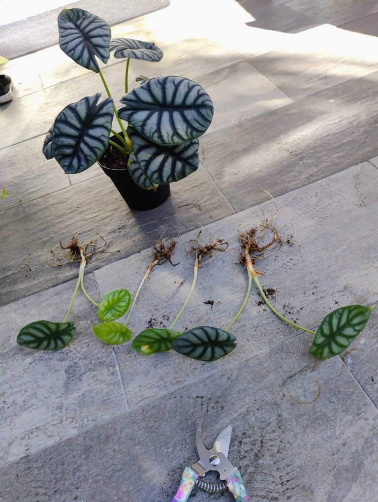 Alocasia Silver Dragon Pup