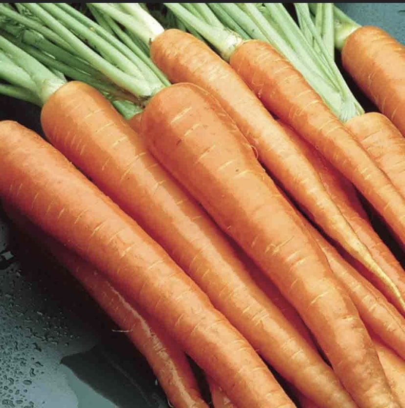 NON-GMO Heirloom Seeds Carrot “Danvers” 600-700 seeds Organic 