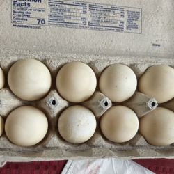 Duck Eggs