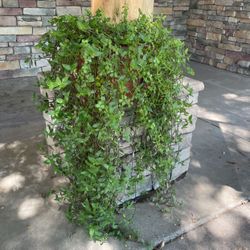 Portulacaria Afra Elephant Food Plant