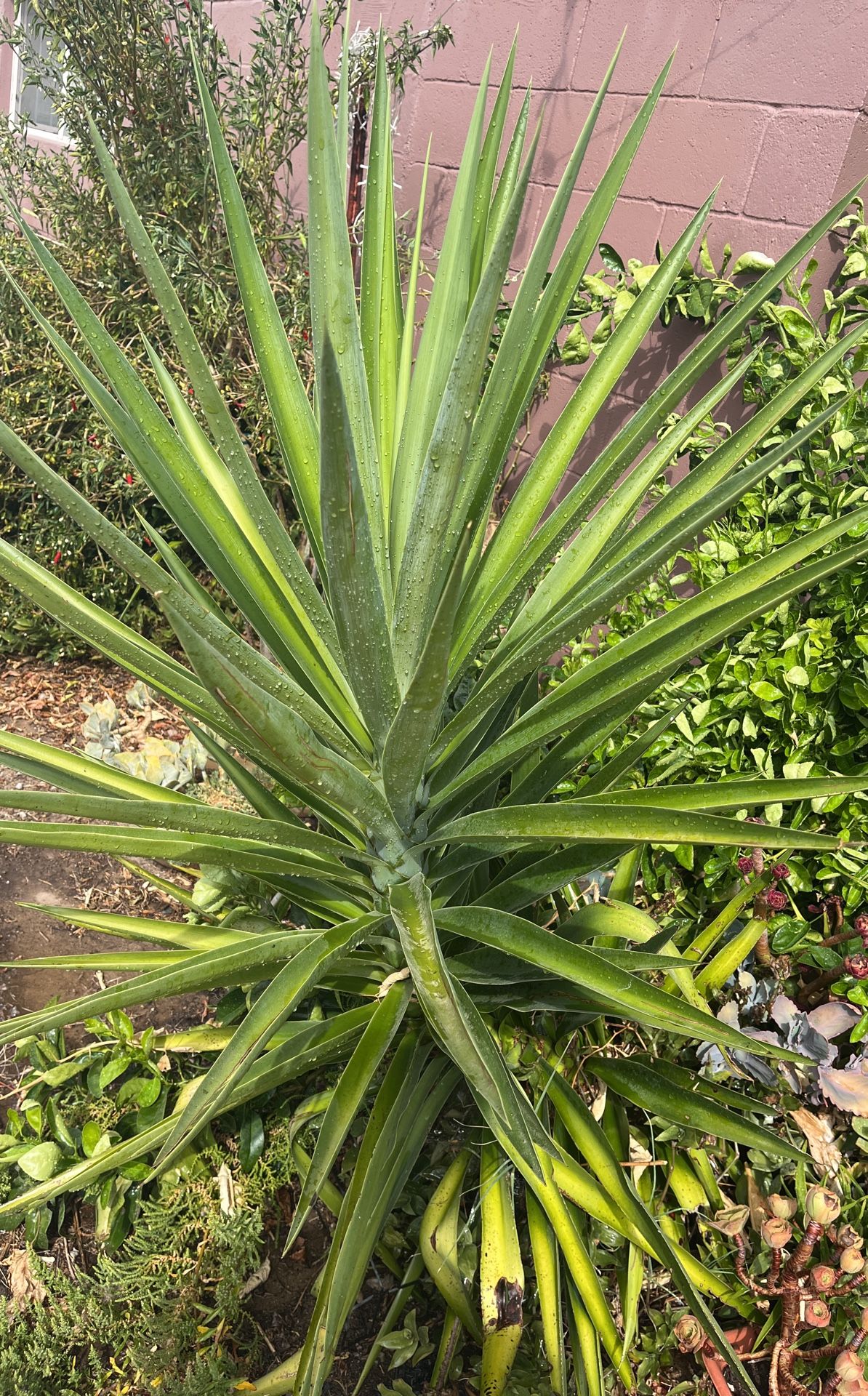 Planta yuca