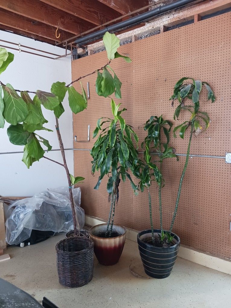 POTTED INDOOR PLANTS