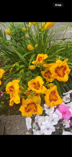 Yellow Lilly in pot semiannual plants ready to bloom