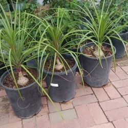 Palmera Pata De Elfante $18 