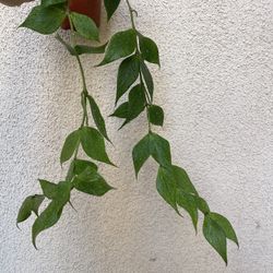 Hoya Polyneura Plant 