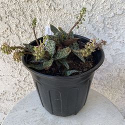 1 Gallon Pot Outdoor / Indoor Plant - Rare Leopard Plant Lily - Ledebouria Socialis - Silver Squill - Rooted & Established - Drought Resistant 🪴 