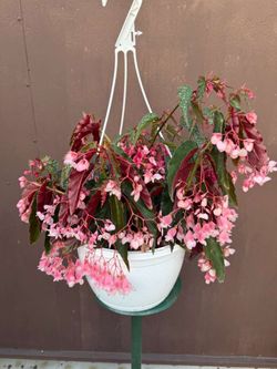 8” begonia medora and torch mix