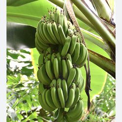 Dwarf Cavendish Banana Plant 