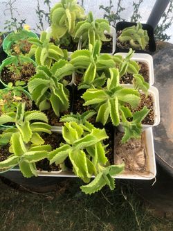 Cuban oregano plant