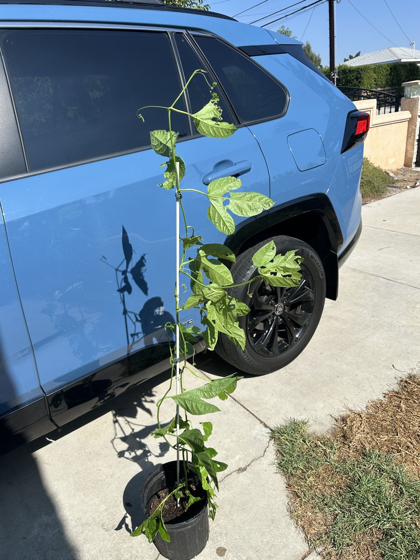 Passion Fruit Plant