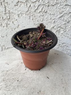 3 Inch Pot Succulent Plant - Rare Portulaca Gilliesii - Purple Rice - Rooted & Established Plant - Drought Resistant - 🪴